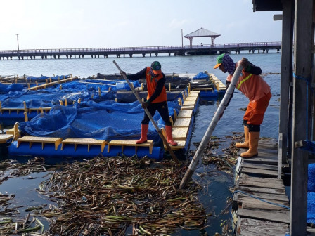 1 Ton Sampah Enceng Gondok Berhasil Diangkut Dari Perairan Pulau Tidung