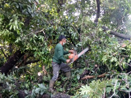  Pasukan Hijau Jaktim Evakuasi 57 Pohon Tumbang 
