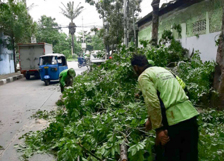 Pohon Angsana di Jalan Perdana di Toping  