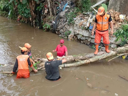  Pohon Tumbang Kedalam Kali Alber Berhasil Dievakuasi