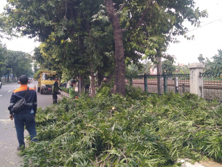  50 Pohon di Jl I Gusti Ngurah Rai Ditoping 