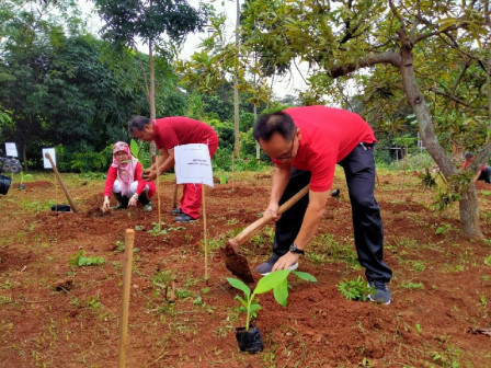 120 Bibit Pisang Kepok Kuning Hasil Kultur jaringan Ditanam di Cibubur