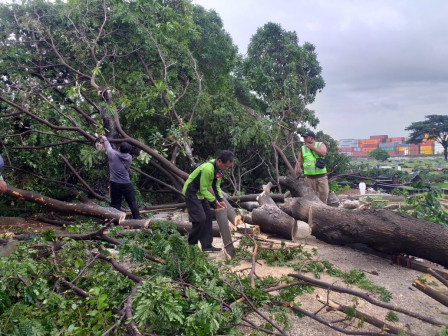 2.148 Pohon di Jakarta Utara Telah Ditoping