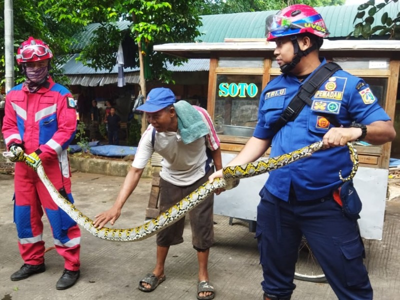 Gulkarmat Jaktim Evakuasi Sanca 2 Meter