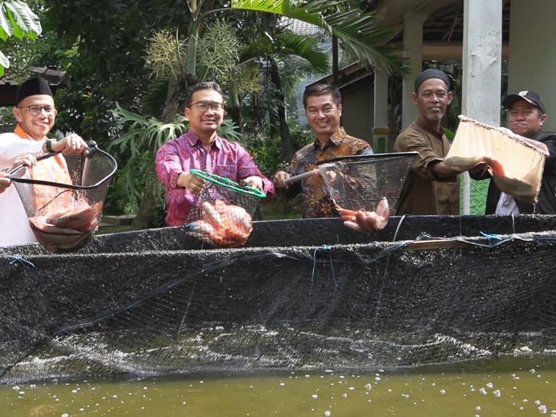 400 Kilogram Ikan Nila Dipanen Dari Pokdakan Mina Muda Kreatif