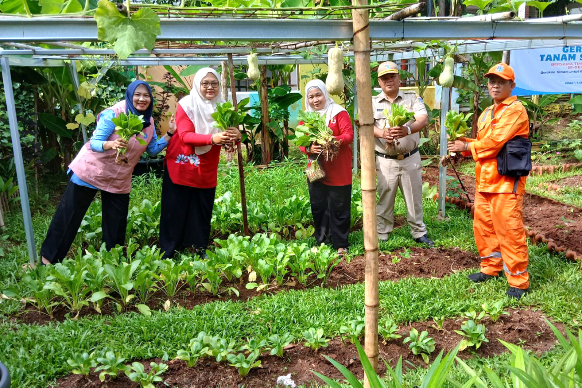 Petugas melakukan panen sayuran di Urban Farming Kelurahan Makasar