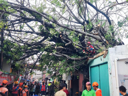  Pohon Tumbang di Cakung Berhasil Dievakuasi Petugas 