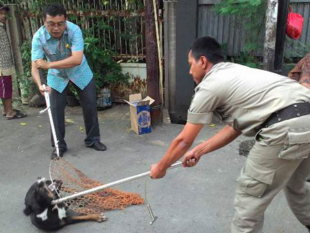 Cegah Rabies, 7 Ekor Anjing Liar Ditangkap