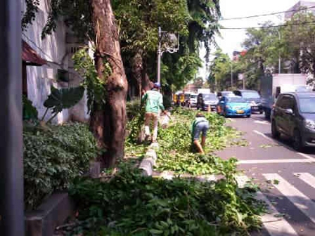 Bahayakan Pengendara, Pohon di Jl Raya Kembangan Dipangkas