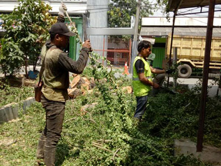 Tujuh Pohon Ditoping di Jl Warakas Raya