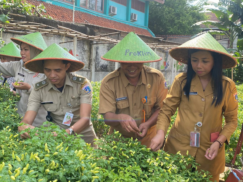  18 Kilogram Cabai Dipanen dari Area Tanam Kebun Gangnam 