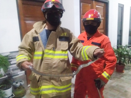 Petugas Gulkarmat Evakuasi Ular Koros di Pondok Ranggon 