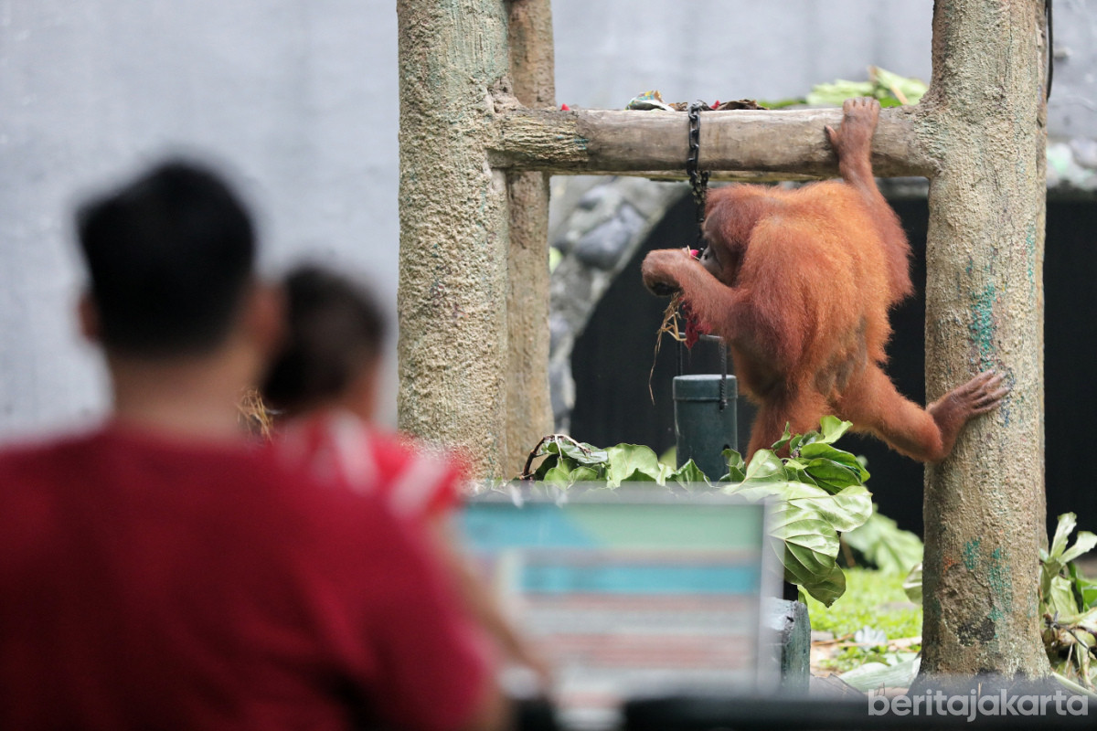 Pengunjung sedang melihat aksi orang utan Sumatera di TMR