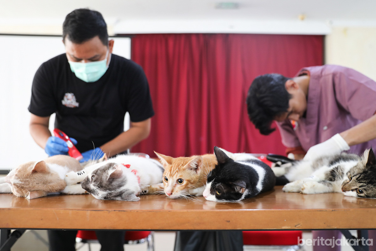 Proses sterilisasi pada sejumlah kucing