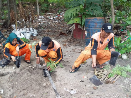 Kelurahan Pulau Tidung Giatkan Pembibitan Pohon Kelor