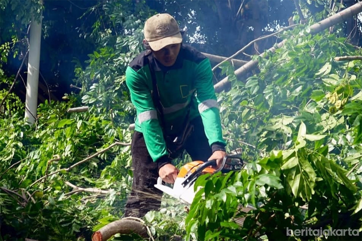 Sudin Tamhut Jakbar Intensifkan Pengawasan Pohon Sempal dan Rawan Tumbang