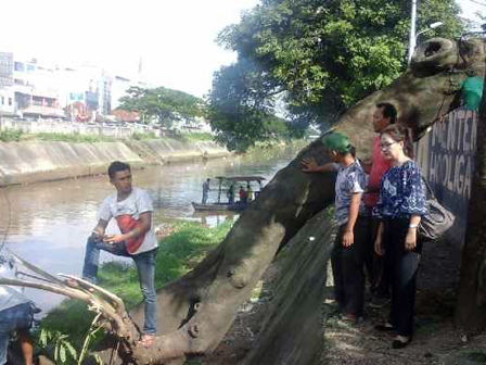 Pohon Angsana Setinggi 15 Meter Tumbang di Menteng