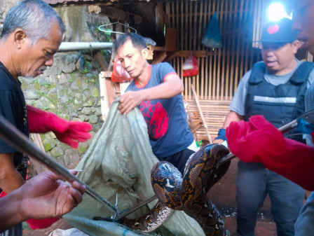 Ular Sanca Sepanjang 2,5 Meter Diamankan dari Kandang Ayam