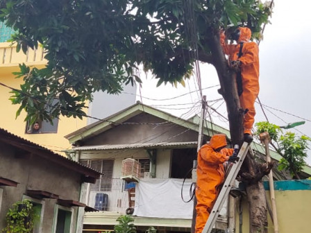 Dua Sarang Tawon di Jakbar Berhasil Dievakuasi