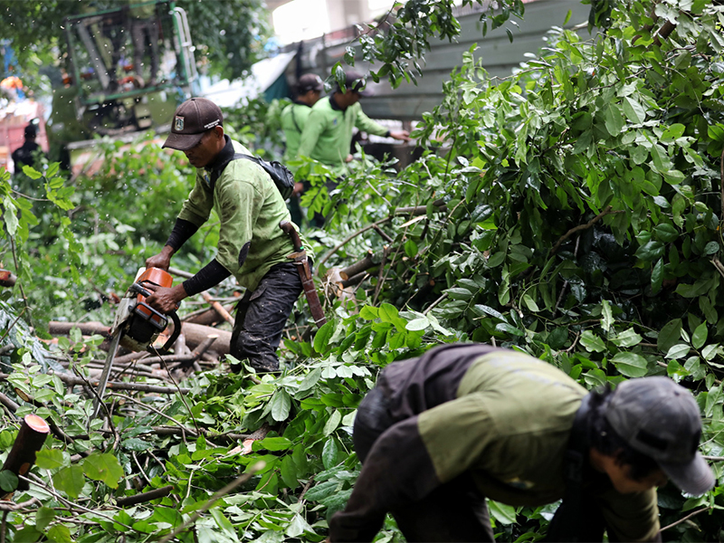 56 Pohon Ditoping di Duren Sawit