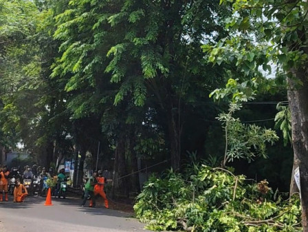 Personel Gabungan Toping Lima Pohon Di Cibubur 
