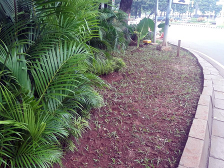 Taman Jalur Jl Medan Merdeka Barat Diperbaiki