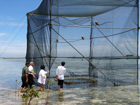 Jokowi Lepas Tiga Elang Bondol Di Pulau Karya