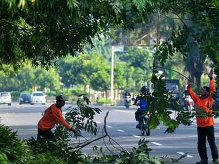 Pohon Tumbang di Jl Patal Senayan Dievakuasi