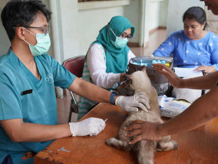 167 HPR di Wilayah Kelurahan Karet Kuningan Divaksinasi Rabies