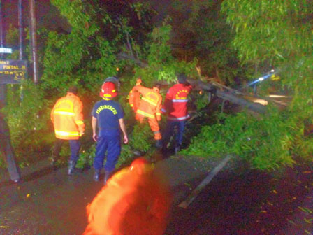  Pohon Tumbang Tutupi Jalan Sudah Dievakuasi