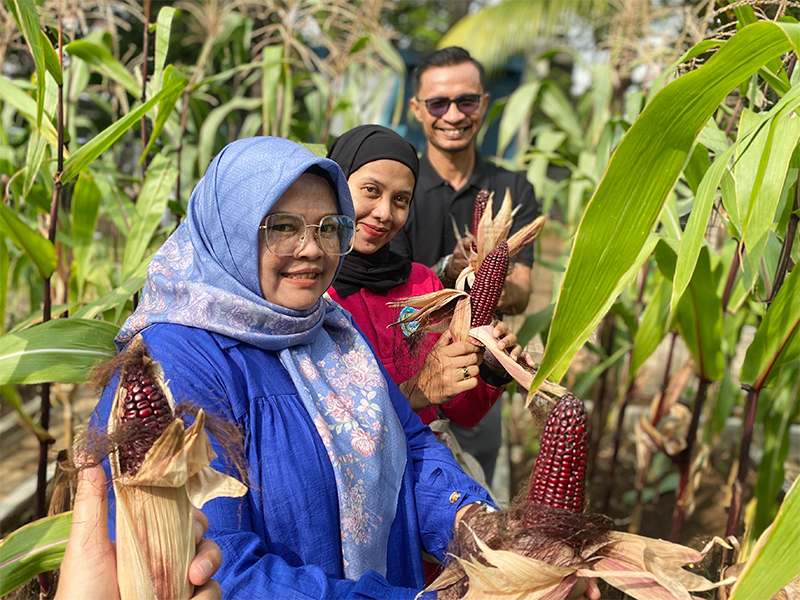  Warga RW 12 Pegangsaan Dua Panen 72,5 Kilogram Jagung Pulut