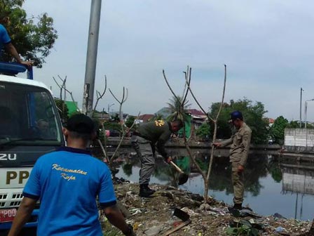 Satpol PP Kecamatan Koja Tanam 80 pohon pelindung di Bantaran Kali Kresek