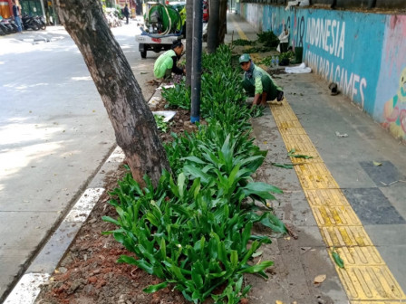 Jalur Pedestrian di Kecamatan Kemayoran, Dipercantik Dengan Tiga Jenis Tanaman Hias
