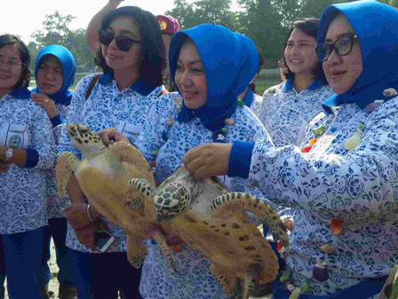  Dua Penyu Sisik Biang dan Puluhan Tukik Dilepaskan di Pantai Pulau Pramuka