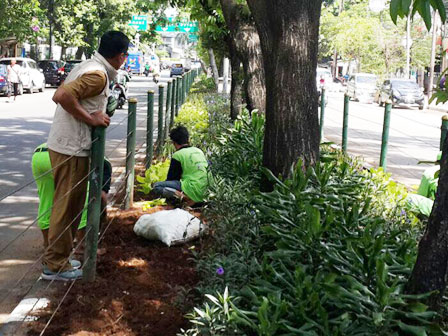  15 Ribu Tanaman Ditanam di Jalan Bungur Raya 