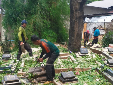 Enam Pohon Ditoping di Meruya Utara 