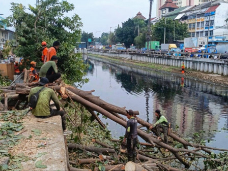 14 Pohon Tumbang di Jakarta Utara Rampung Dievakuasi