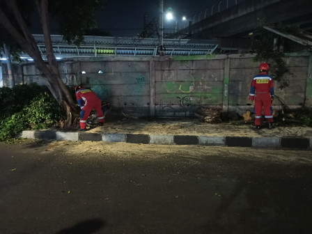 Pohon Tumbang di Cakung Berhasil Dievakuasi Petugas