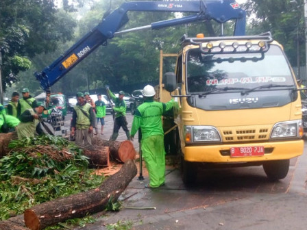 Petugas Evakuasi Pohon yang Tumbang di Jalan Taman Suropati 