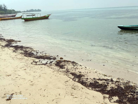  Pemkab Periksa Sample Tumpahan Minyak Mentah ke Laboratorium 