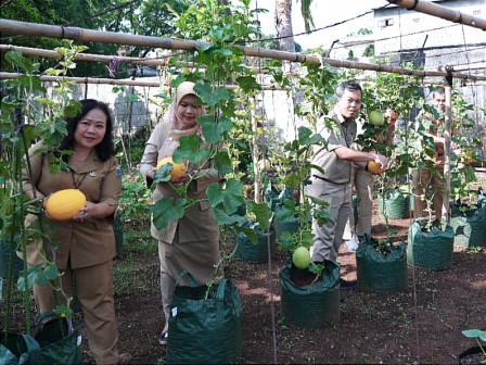 Sudin KPKP Jakbar Panen Sayuran dan Buah di BPP Kembangan 