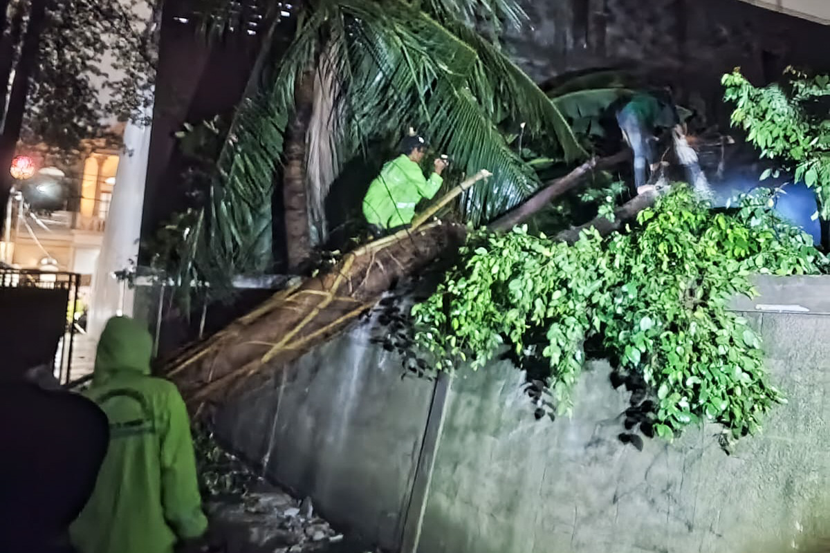 Petugas mengevakuasi pohon tumbang