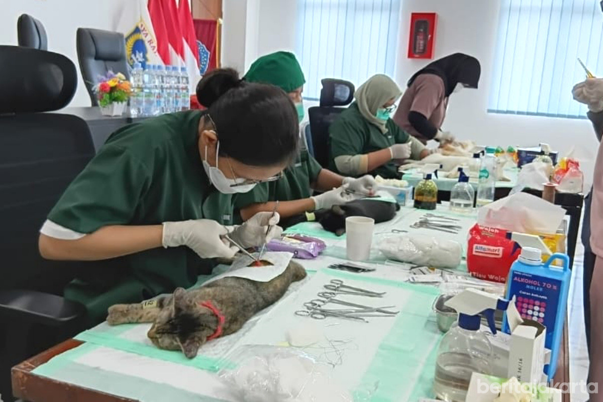  159 Ekor Kucing Lokal di Mampang Prapatan Sudah Disterilisasi