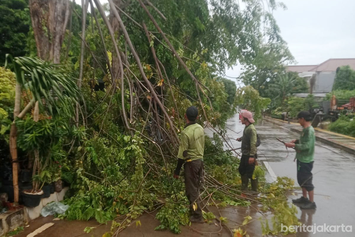 Dua Pohon Tumbang di Jaktim Berhasil Dievakuasi Petugas 