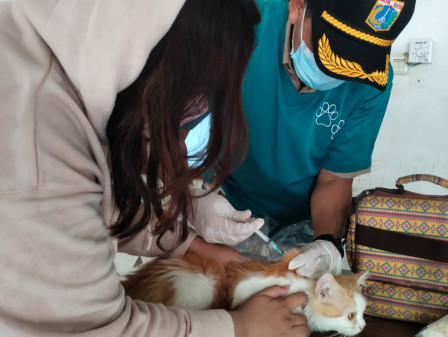 25 Kucing Disuntik Vaksin Rabies di Kembangan Selatan