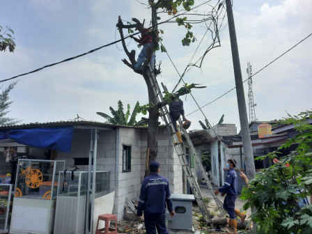 Pohon Ketapang Rawan Roboh di Pulau Tidung Ditebang 