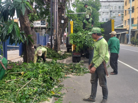Empat Pohon Angsana di Jalan Ciputat Raya Dipapas 