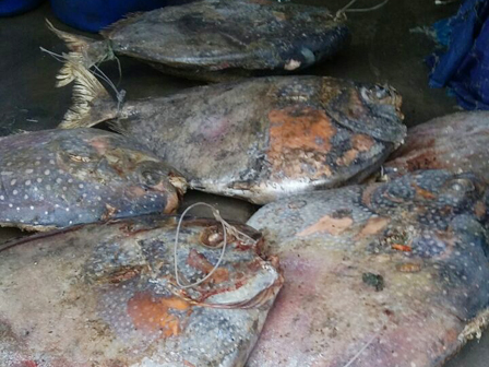 5 Ton Ikan Semar Berformalin akan Dimusnahkan‎