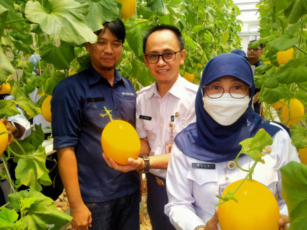  160 Melon Dipanen di Kampung Pemulung Klender 
