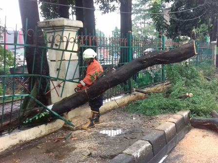 Hujan Deras, Pohon Asam Belanda Tumbang Timpa Kabel Listrik